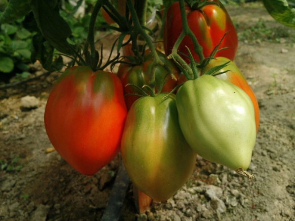 Высокорослый крупноплодный сорт томата Орлиное сердце для дачного участка